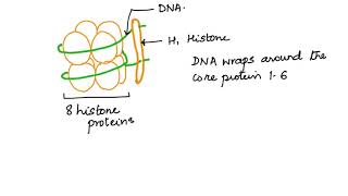WHAT IS A NUCLEOSOME? IBDP TOPIC 7.1