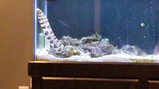 Very large snowflake eel!!!