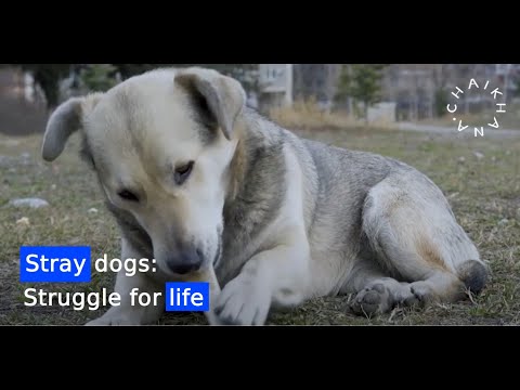 A portrait of Tbilisi and its residents emerges through the lives of stray dogs during the pandemic