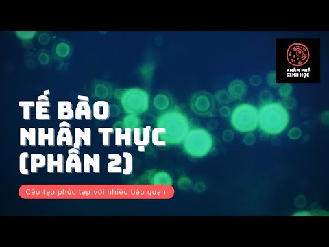 Video: Định nghĩa dễ dàng thành tế bào là gì?