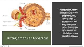 Celebrity Ch. 27 (Urinary System) Net Worth