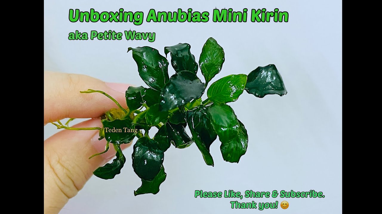 Unboxing Anubias Mini Kirin aka Petite Wavy