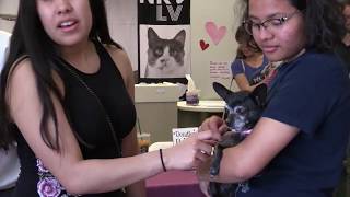 Maddie's Free Pet Adoption Day Event - April 27-28