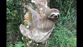 WikiHow To Sleep: Sloths