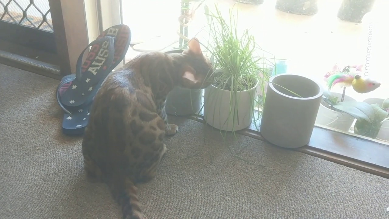 Bengal Kitten Eating Cat Grass (Lara) YouTube