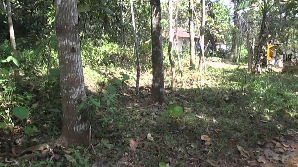 LAND FOR SALE MALLAPPALLY YouTube