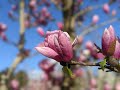 The magnolia collection at the bartlett tree research laboratories