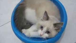 Perfect basin and naughty cat tail by mao idalgo 9,376 views 6 years ago 40 seconds