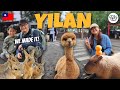 Countryside Adventure to YILAN Taiwan 🇹🇼 Zhang Mei Ama Farm 🦙 (travel vlog) | THE TYKO FAM
