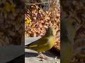 European Greenfinch Showing all his Collors | Relaxing Bird Sounds 4K