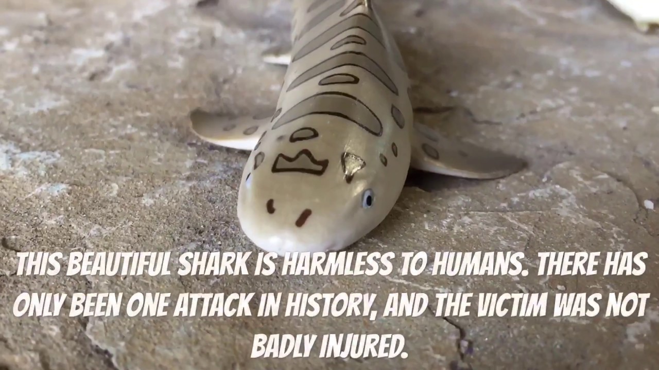 Leopard Shark | Wild Safari Toy Model | Video Review | 274929