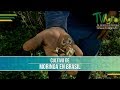 Cultivo de Moringa en Brasil - TvAgro por Juan Gonzalo Angel