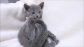 パープル君 Youtube