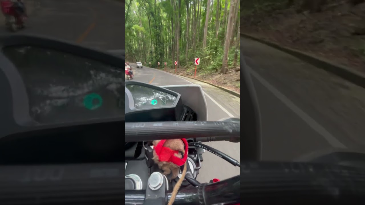 Man-Made FOrest DriVe TOur🤩in the Philippines‼️ 