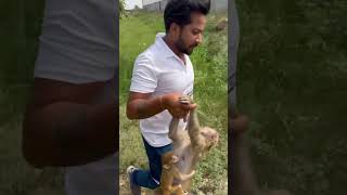 इस माँ ने अपने बच्चे का पेट भरने के चकर में कोई जहरीली चीज खा ली #memes #emotional #babymonkey