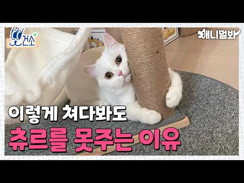 특히 고양이에게 잘 걸리는 &amp;#39;신부전&amp;#39; 미리 <strong>예방하자</strong>..★ㅣRenal Failure of Cats, Prevent It Early...★