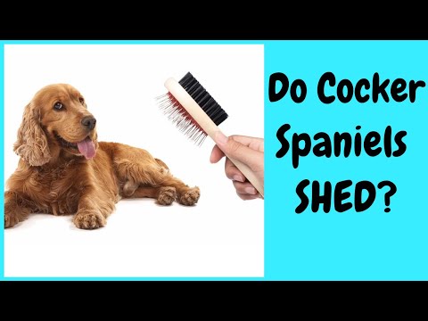 Vídeo: Quines Propietats Té Un Cocker Spaniel?