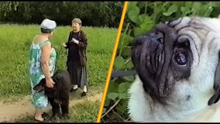 Из жизни мопсов/Pug dog life (Summer 1998)