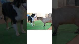 playing dog and capybara #Shorts