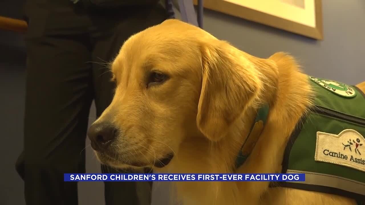 Meet Fox, Sanford Children’s Hospital’s new facility dog - YouTube