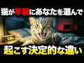 【実は衝撃の意味が…】猫が早朝に「あなたを選んで」起こす本当の理由７選