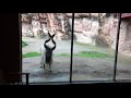 Bang Bang Bang!! Markhor bangs glass at the Columbus Zoo!!