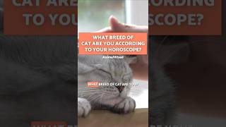 5 CAT BREEDS According to Your HOROSCOPE | Part 2 🐱🔮 #HoroscopeCats #ZodiacCats