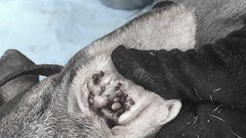 Protect Your Dog From Many Ticks Attacking - How We Can Remove All Ticks From Dogs @FamilyKun