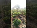 #speedsong #song #song #garden #foryou #804 #804 #bollywood #bollywood #coversong #coversong #bollyw