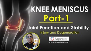 Knee Meniscus Part 1 - Anatomy, Joint Function And Stability, Injury And Degeneration - Regenexx