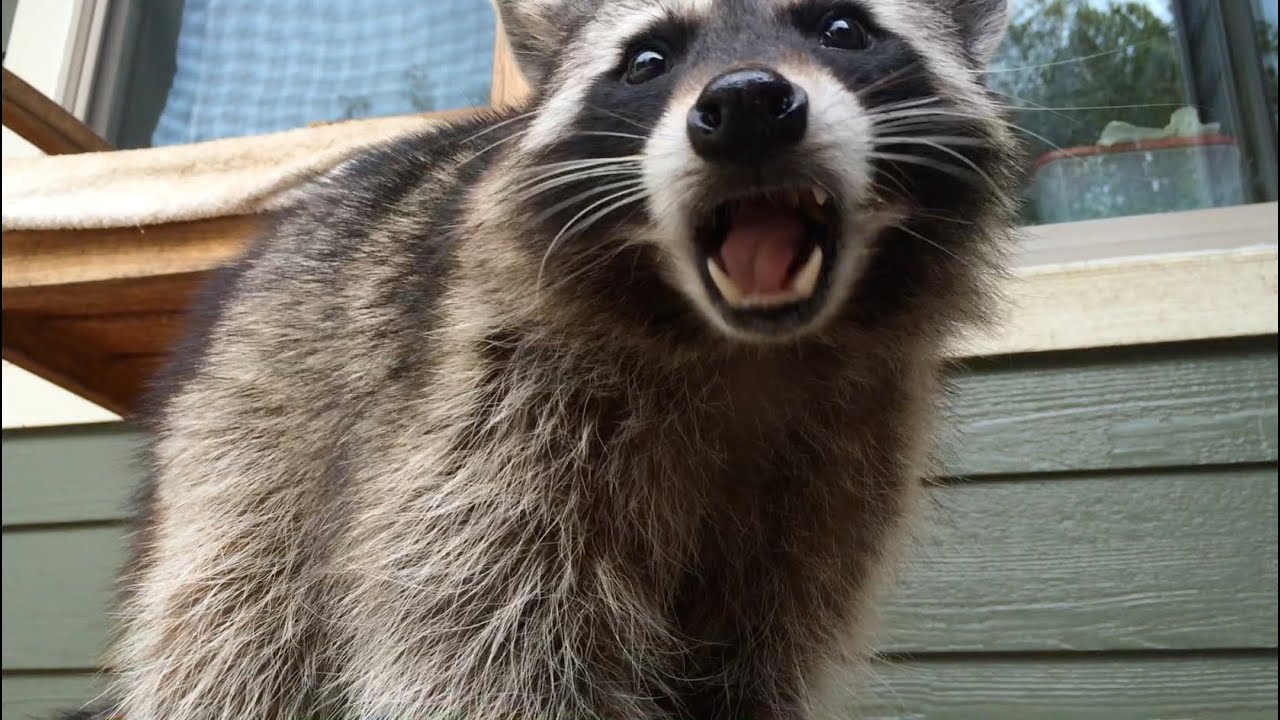 Fred the Friendly Raccoon - Part 41 - YouTube