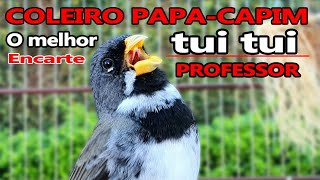 Papa Capim Canto Muito Bom para encarte e Treino de Filhotes #cantodep