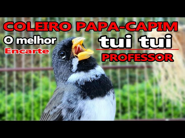 CANTO DE PAPA CAPIM VIVITI PARA TORNEIO #CANTODASAVES 