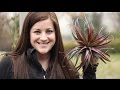 Ideas for Displaying Air Plants // Garden Answer Ideas for Displaying Air Plants // Garden Answer