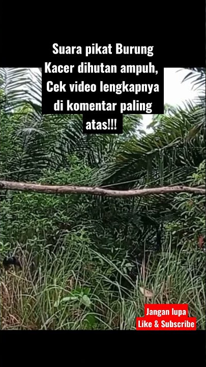 Suara Pikat Burung Kacer Paling Ampuh!!! cek video di komentar paling atas!