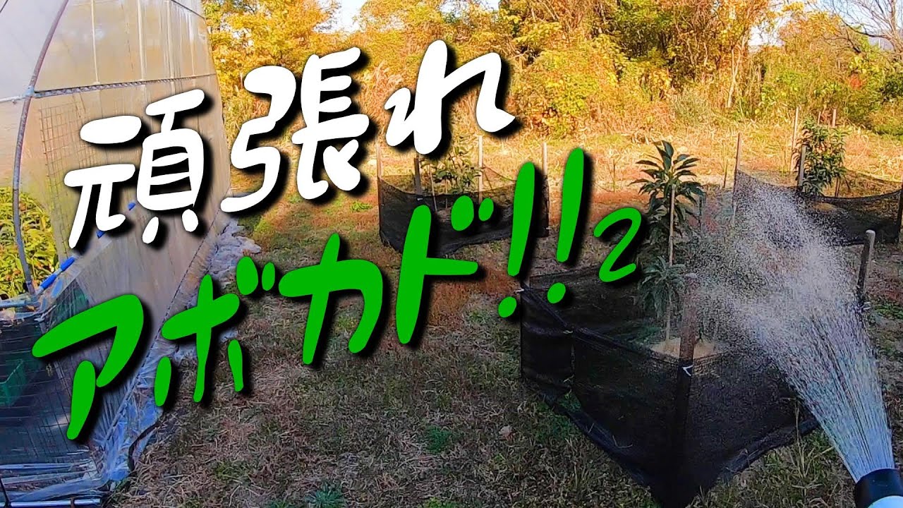 もみ殻を撒いて防寒(２／3)