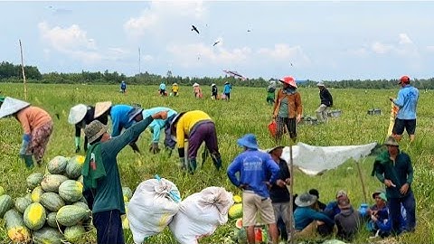 đám dưa hấu dài chụt công bẻ còn xót quá nhiều người dân mót quá đông # mientaytv 