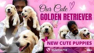 Golden retriever the Cute Dog of All Time | Puppy available in reasonable price- Nanba Kennels by Nanba Kennels 1,447 views 2 months ago 4 minutes, 36 seconds