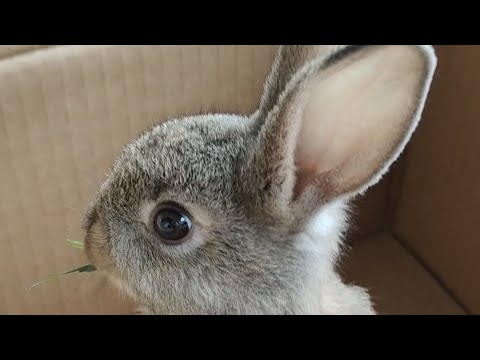 Unemployed people in China keep rabbits at home - YouTube