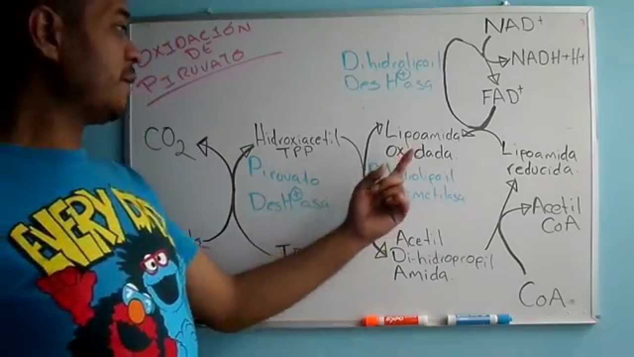 COMPLEJO PIRUVATO DESHIDROGENASA | Profe Murillo