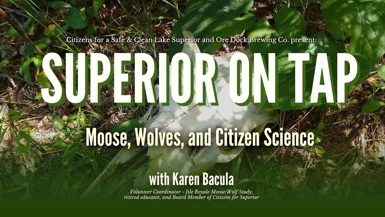 Superior on Tap:  Moose, Wolves, and Citizen Science on Isle Royale