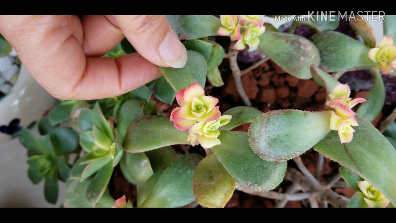 Aeonium 까라솔 Succulent 한달의 기적👍👍🎁🎁🔔🔔