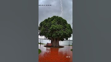 Lightning Strike Hits Tree! ⚡🌲 Caught On Camera#LightningStrike #CaughtOnCamera #TreeStrike