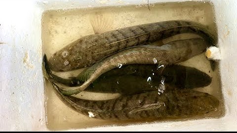 Cắm Câu Cá Lóc Một Ngày Không May Mắn - Truyền Miền Tây Tv