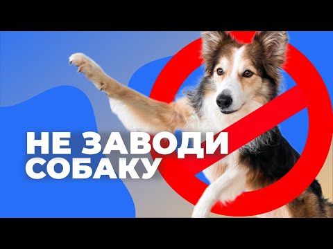 10 ПРИЧИН НЕ ЗАВОДИТЬ СОБАКУ 🐕 Что нужно знать перед тем как купить щенка домой 🐩 Все минусы собак 🐕