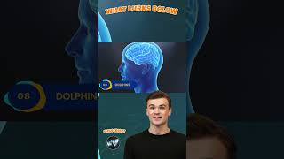 Dolphins are smarter than humans