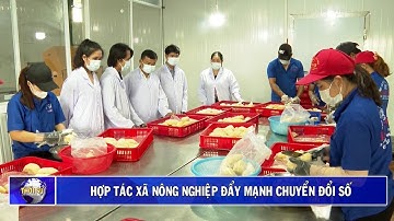 Hợp tác xã nông nghiệp đẩy mạnh chuyển đổi số| Truyền hình Đắk Lắk