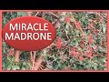 S08E07 - MIRACLE MADRONE