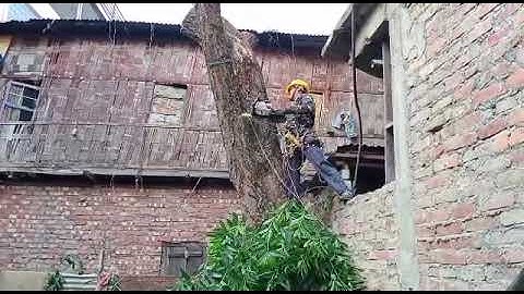 cutting down a huge tree with stihl ms170.....22