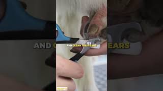 How to Properly Groom Your Cocker Spaniel | Part 5